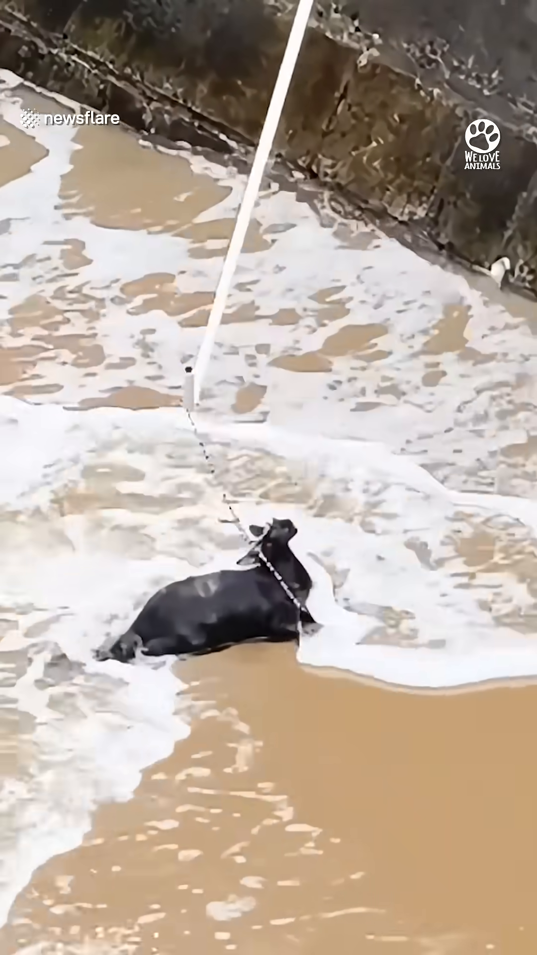 The rope is around the kitten's neck, and she is struggling in the water.