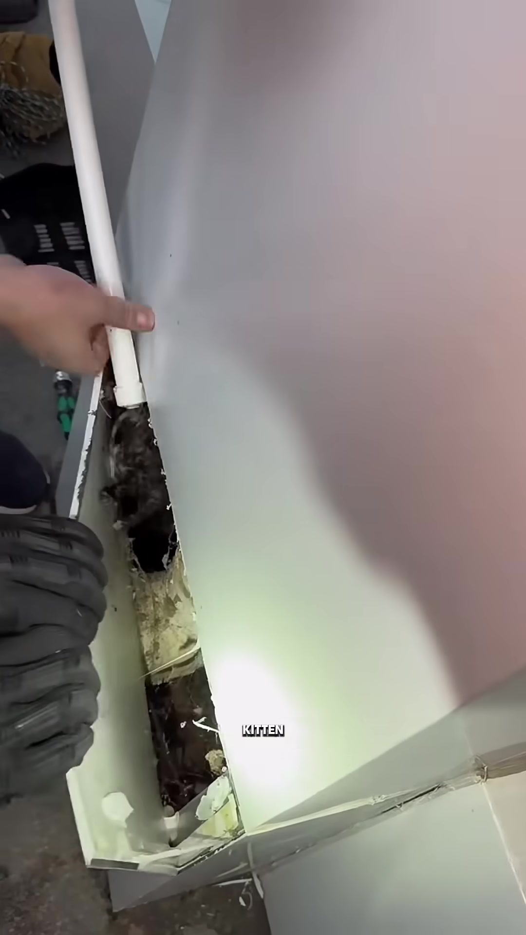 A rescuer gently pulling a tiny newborn kitten out of a wall cavity with a string.