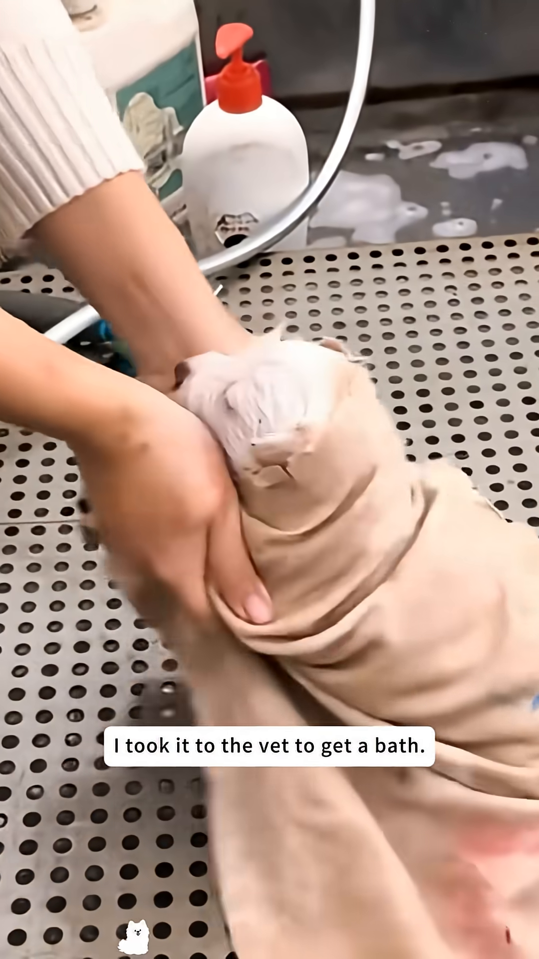 The puppy drinks eagerly from a bottle of goat milk.