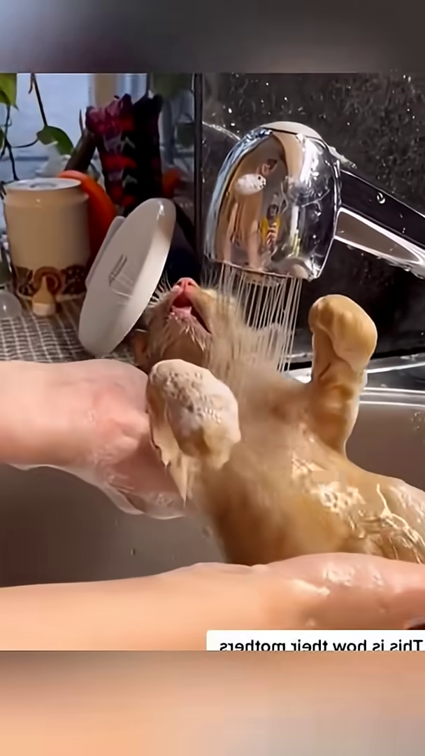 The kitten being gently bathed in a sink, looking vulnerable.