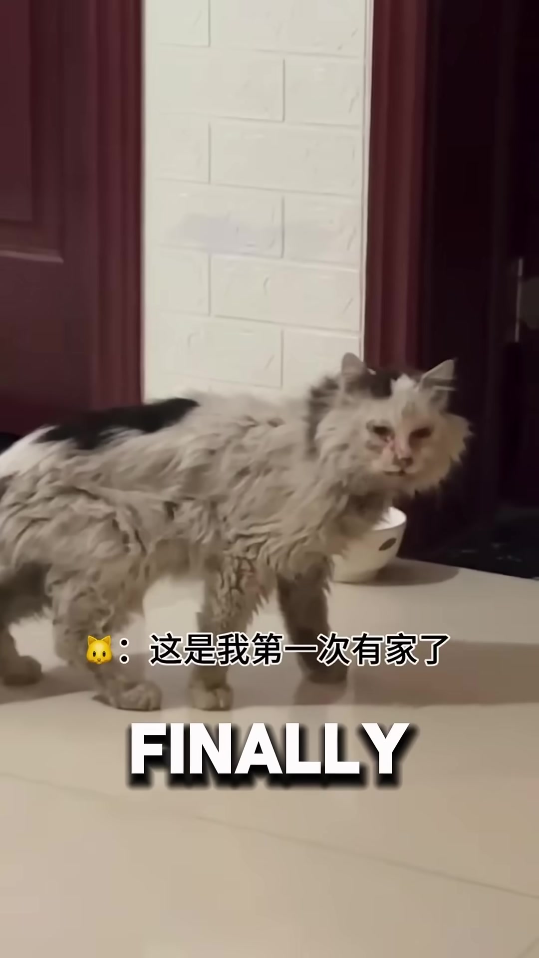 A cat eating ravenously from a bowl at an animal hospital.