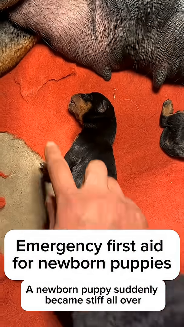 Close-up of hands gently holding the puppy, with a soft expression.