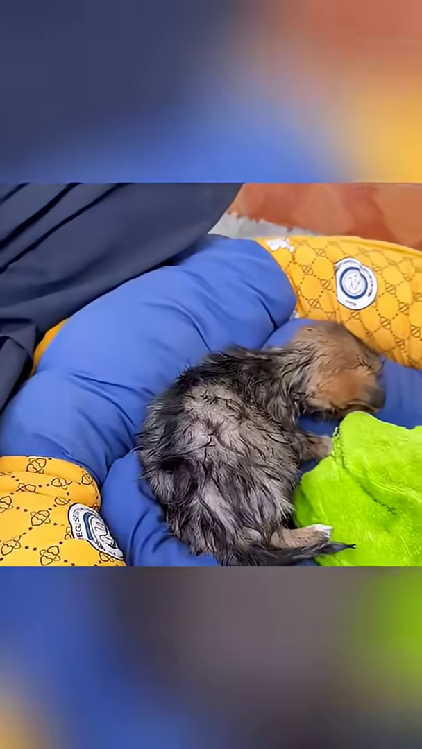 A person uses a hairdryer to gently dry the fur of a small puppy held in their arms.