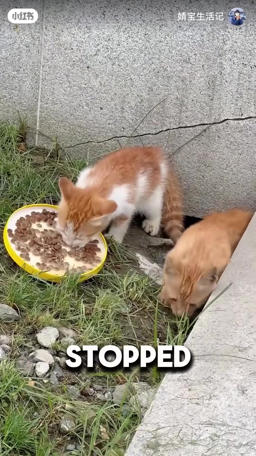 The kittens devour the food right on the bridge, too hungry to run.