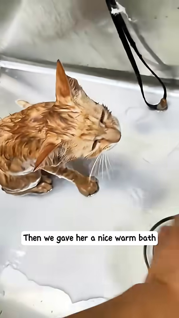A kitten is being gently bathed in a sink, with water splashing around.