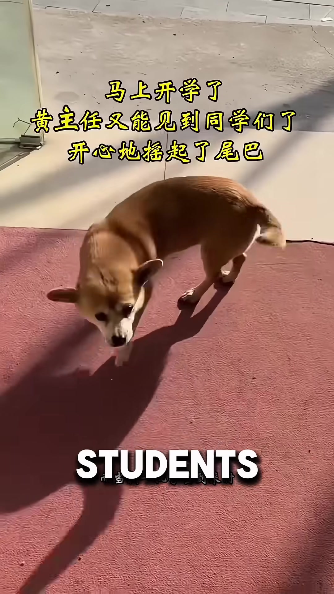 Students gather around their dog, hugging him protectively.