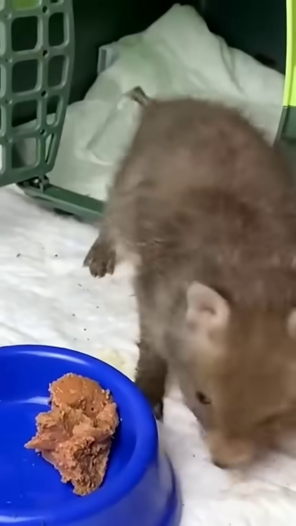 A baby fox eats from a blue bowl, with a hand gently petting it.