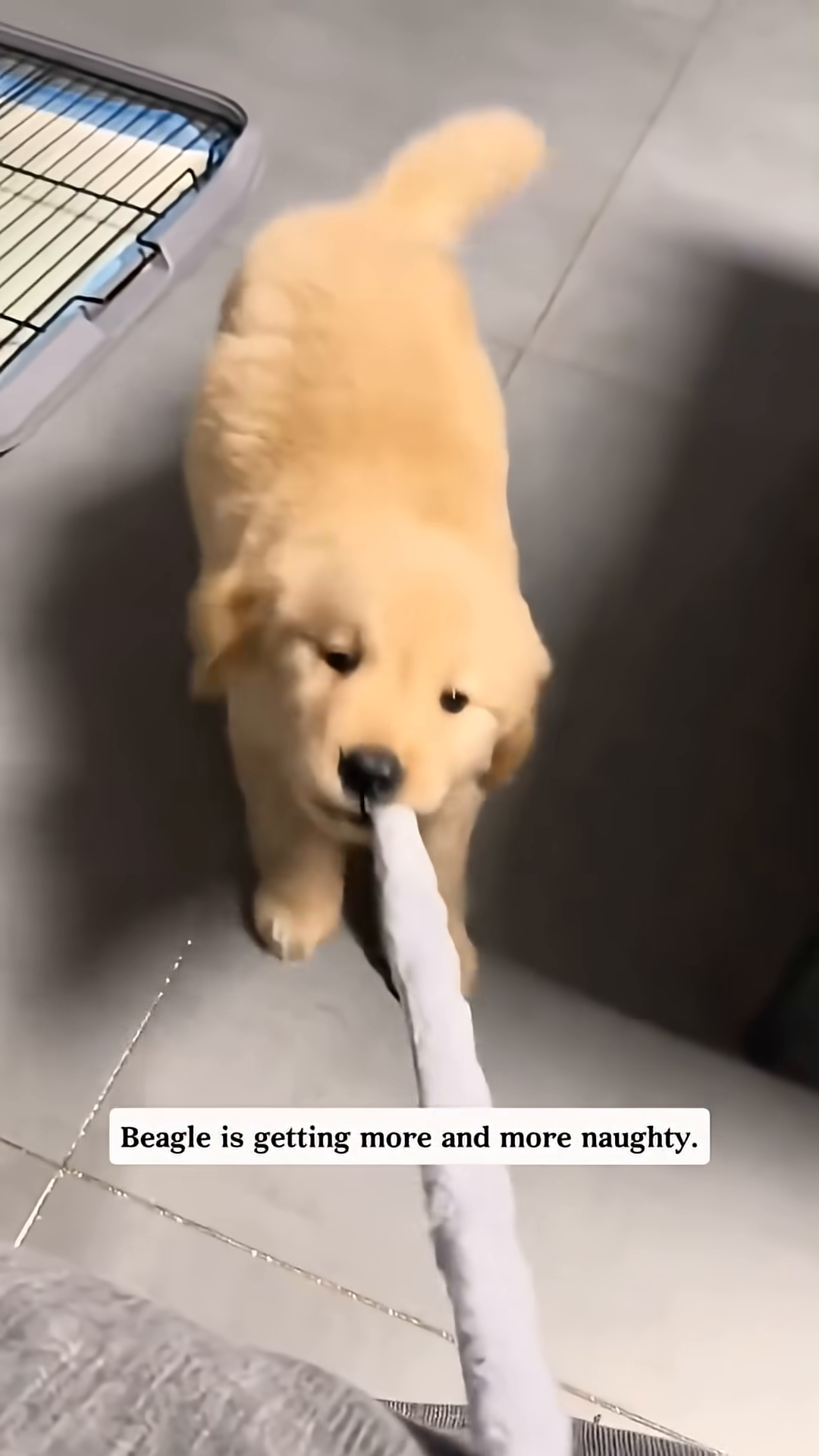 A golden retriever puppy is playfully tugging on a white object.