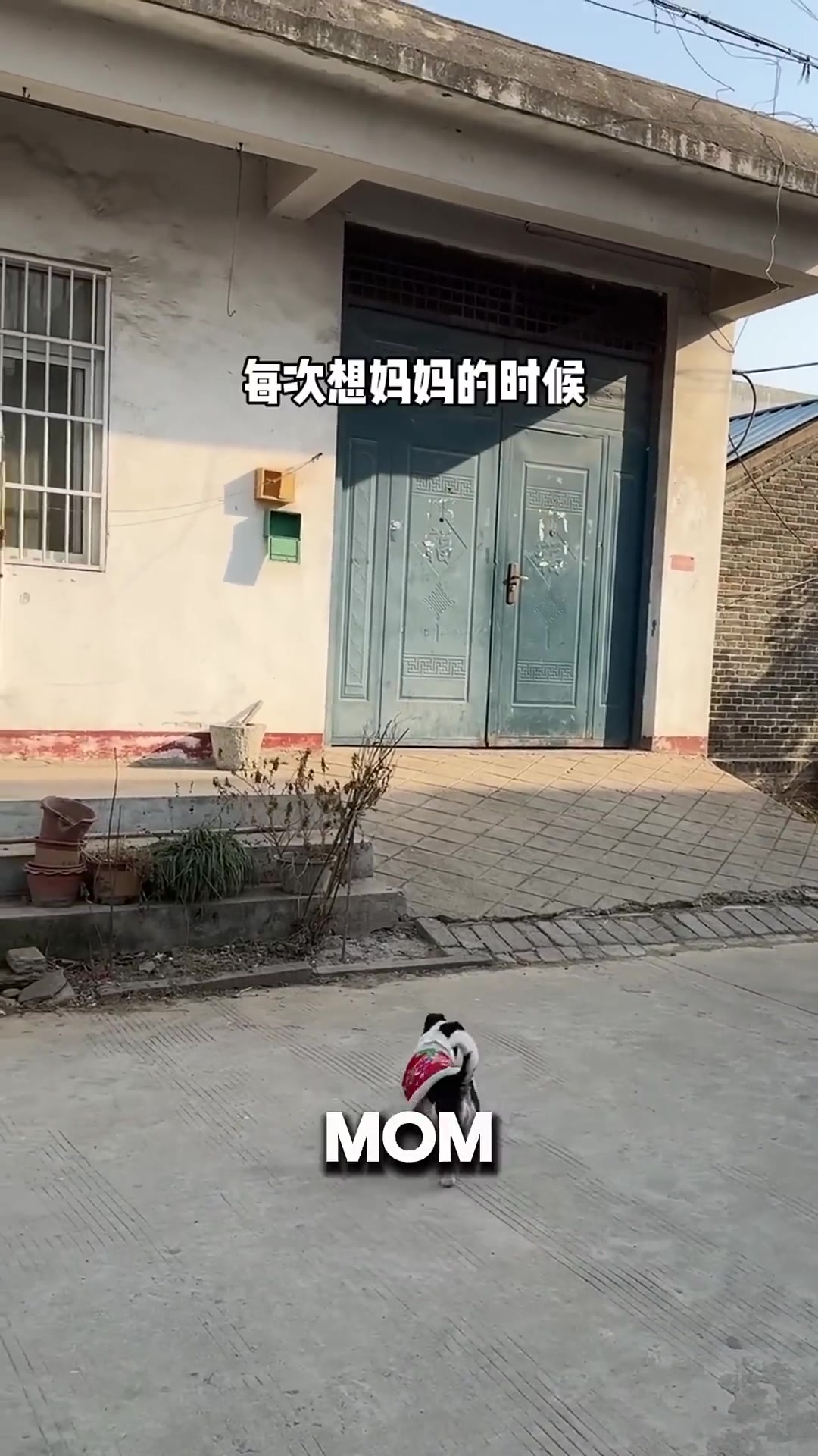 A small puppy sitting alone in a sunny spot, staring into the distance as if remembering his mother.