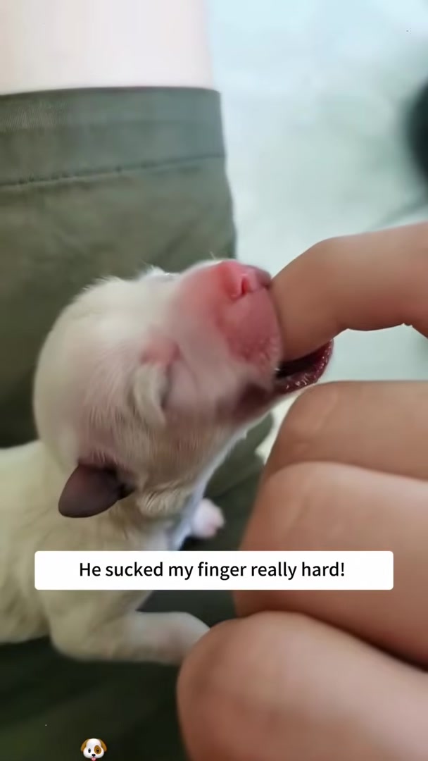 A newborn puppy weakly sucking on a person's finger.