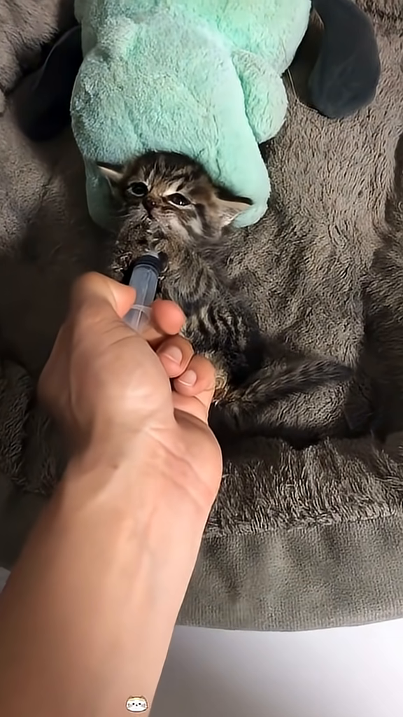 A kitten is being fed milk from a syringe.