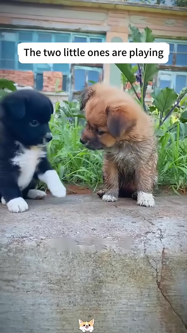 Two puppies playfully wrestling with each other outdoors.