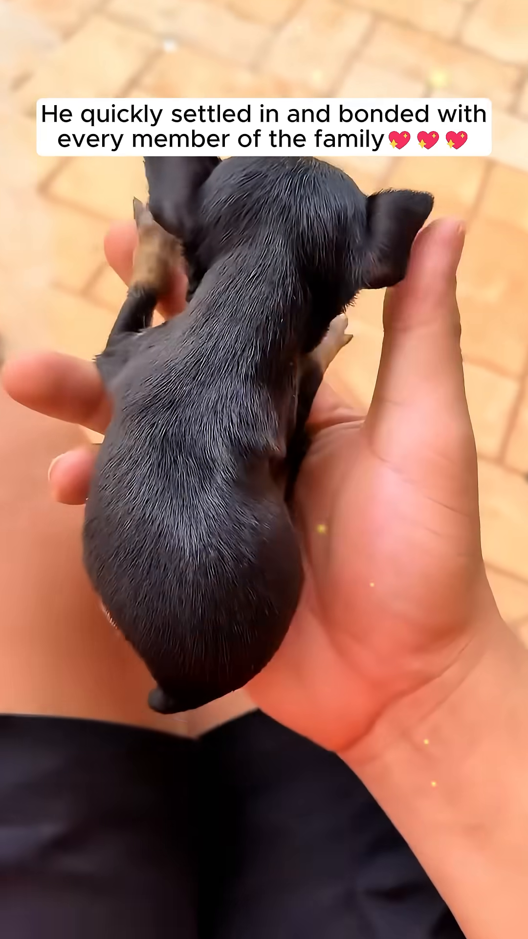 A person is feeding a tiny black puppy warm milk from a bottle.