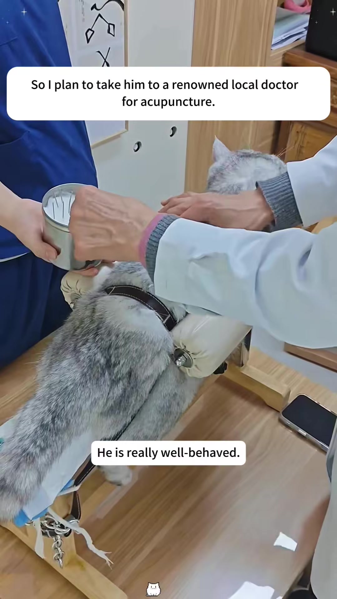 A cat lying on a table while a practitioner performs acupuncture on it.