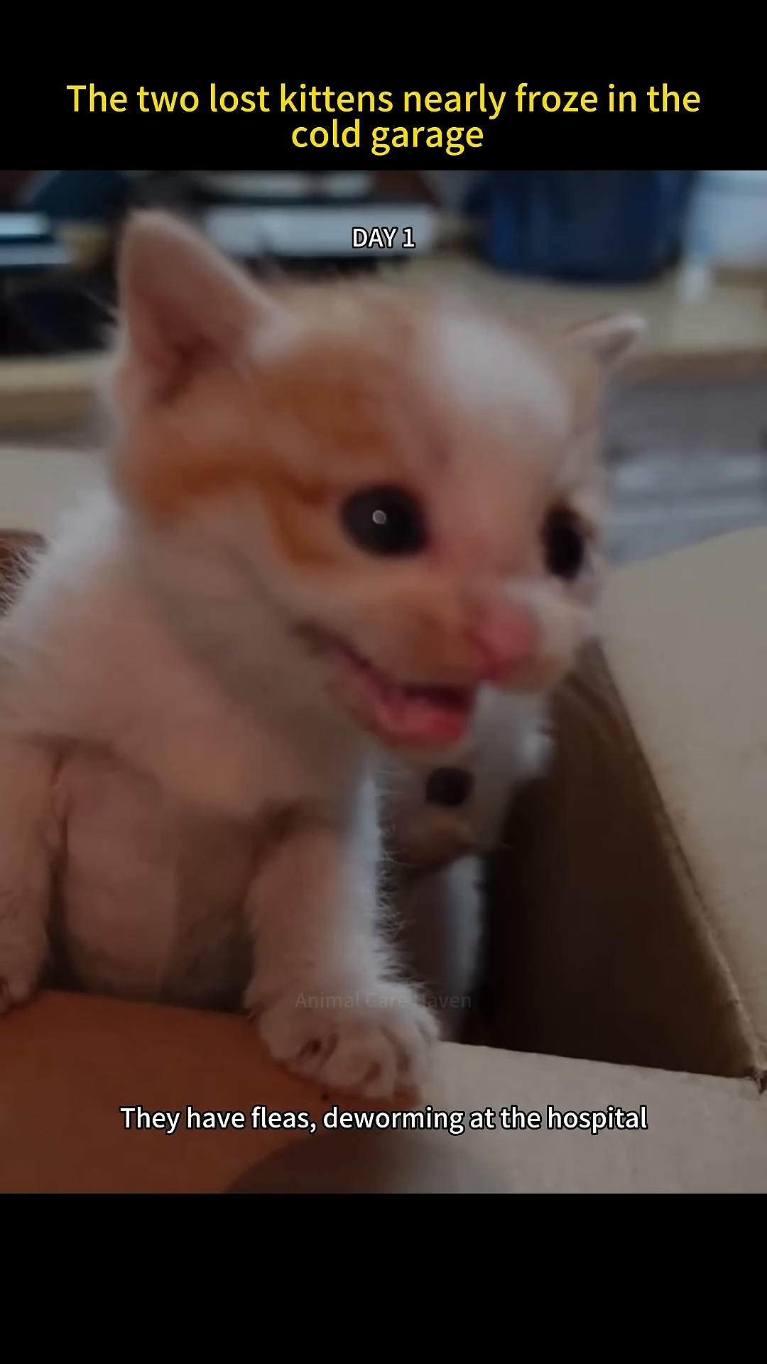 Two kittens in a cardboard box, one looking directly at the camera with wide eyes, appearing slightly more alert.