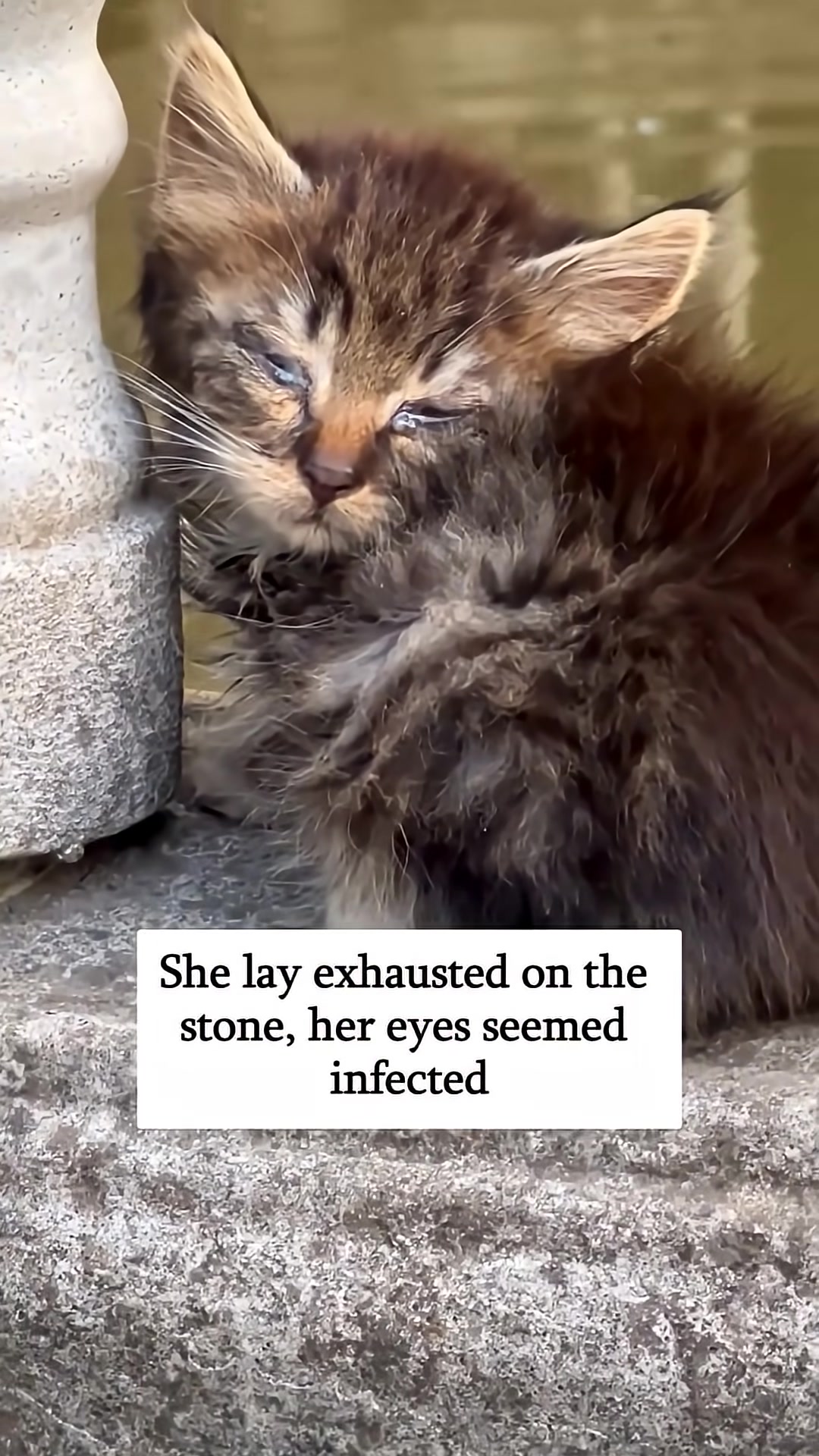 A wet and exhausted kitten rests on a stone, her eyes looking sore.