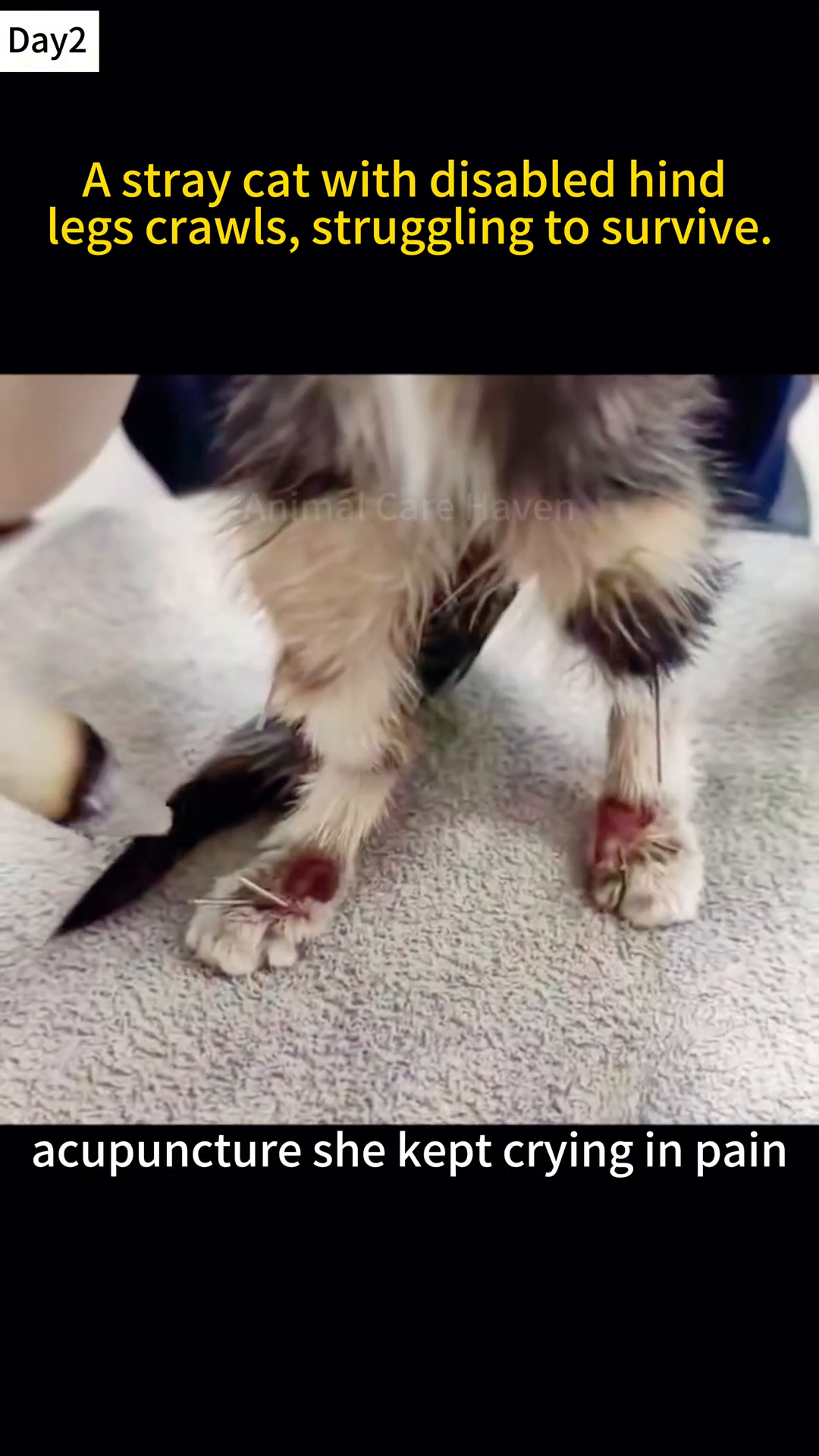 A cat undergoing acupuncture treatment, with needles in its hind legs.