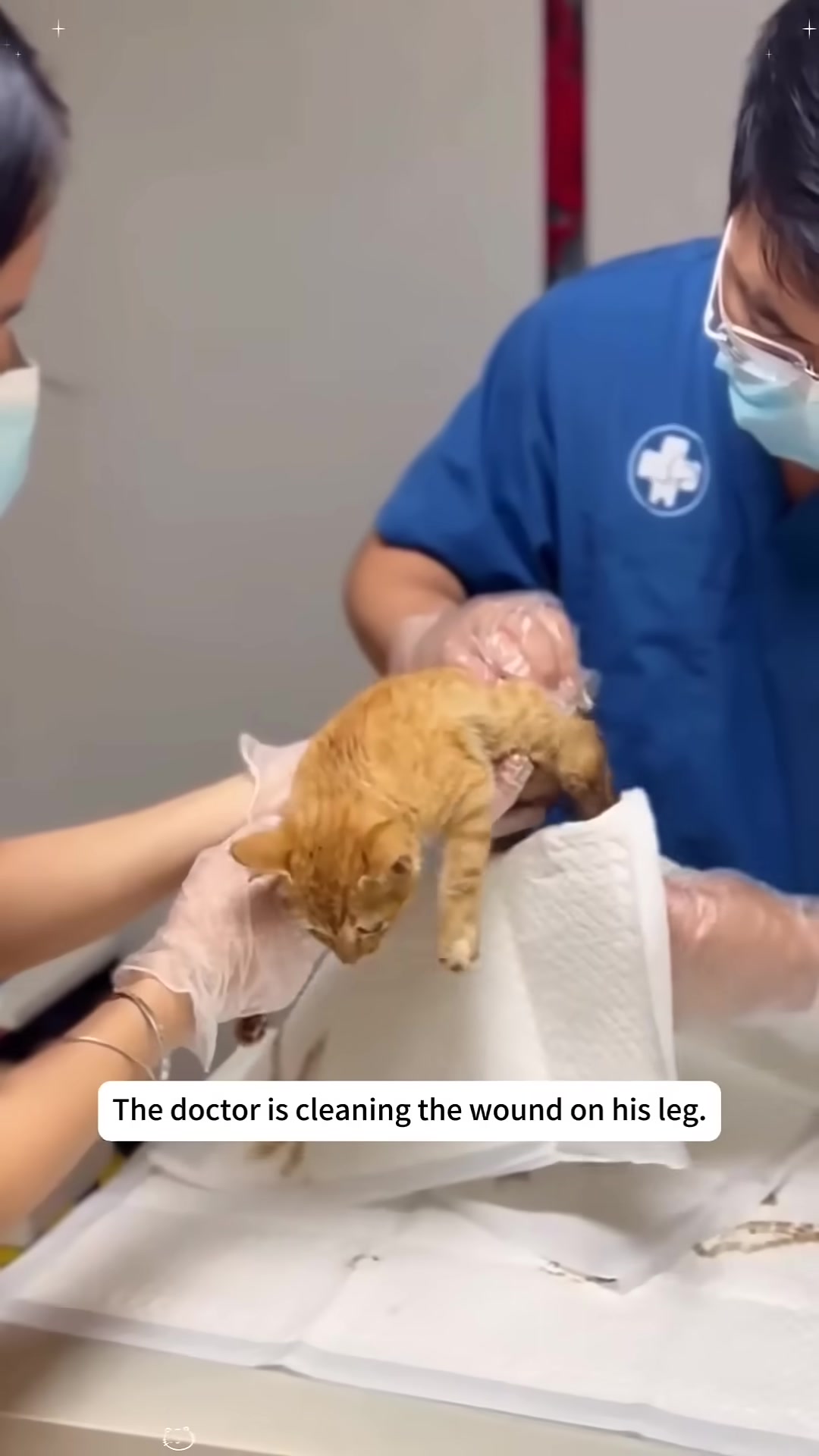 A veterinarian gently cleans the wound on the kitten's injured leg.