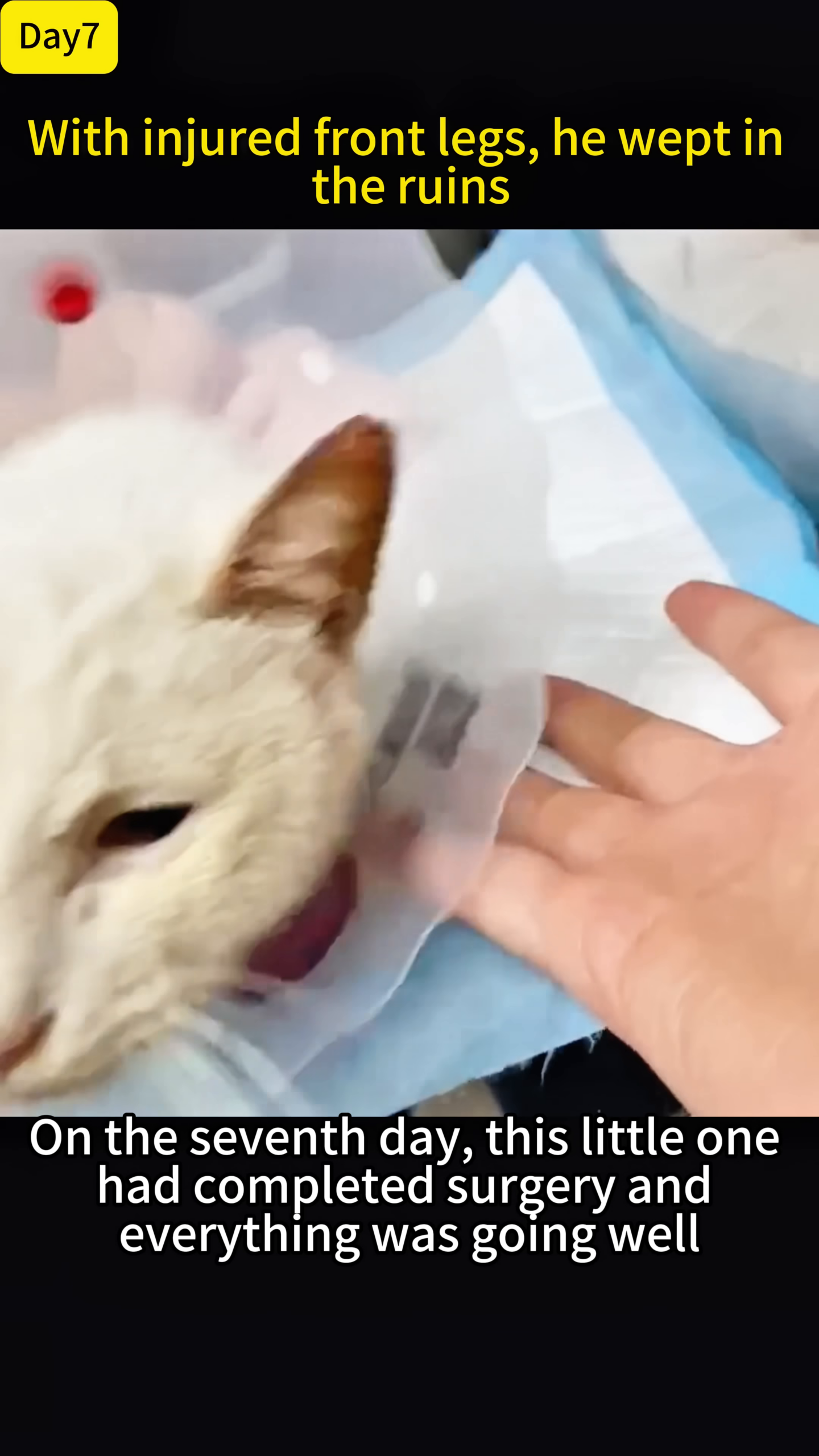 The cat, wearing a cone, looks calm and responsive during a visit.