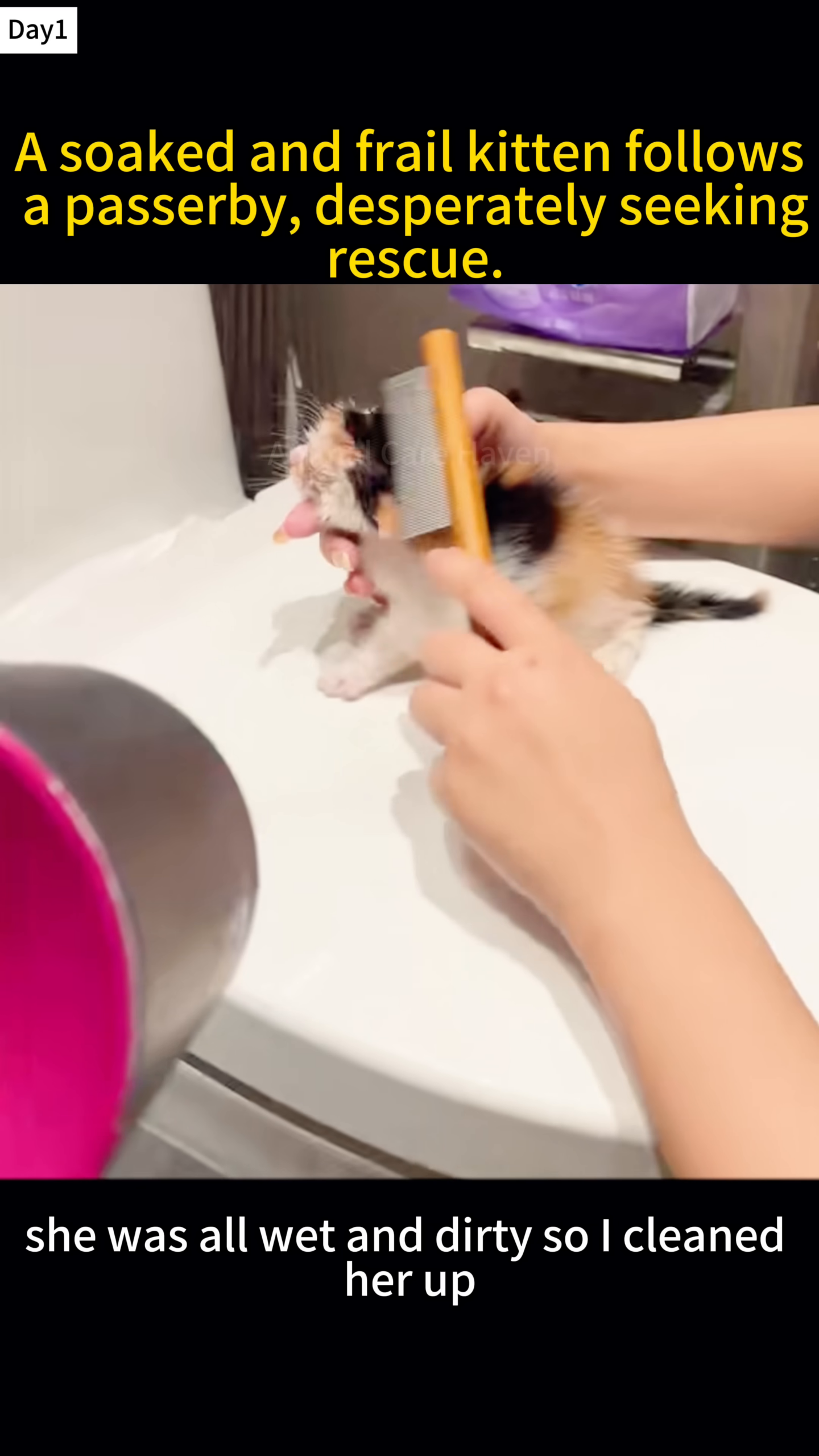 A person is feeding a tiny kitten milk from a bottle.