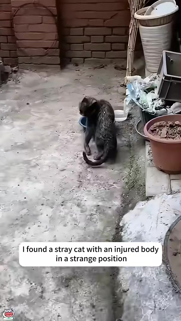 Caregivers fitting the cat into its new custom-made wheelchair.