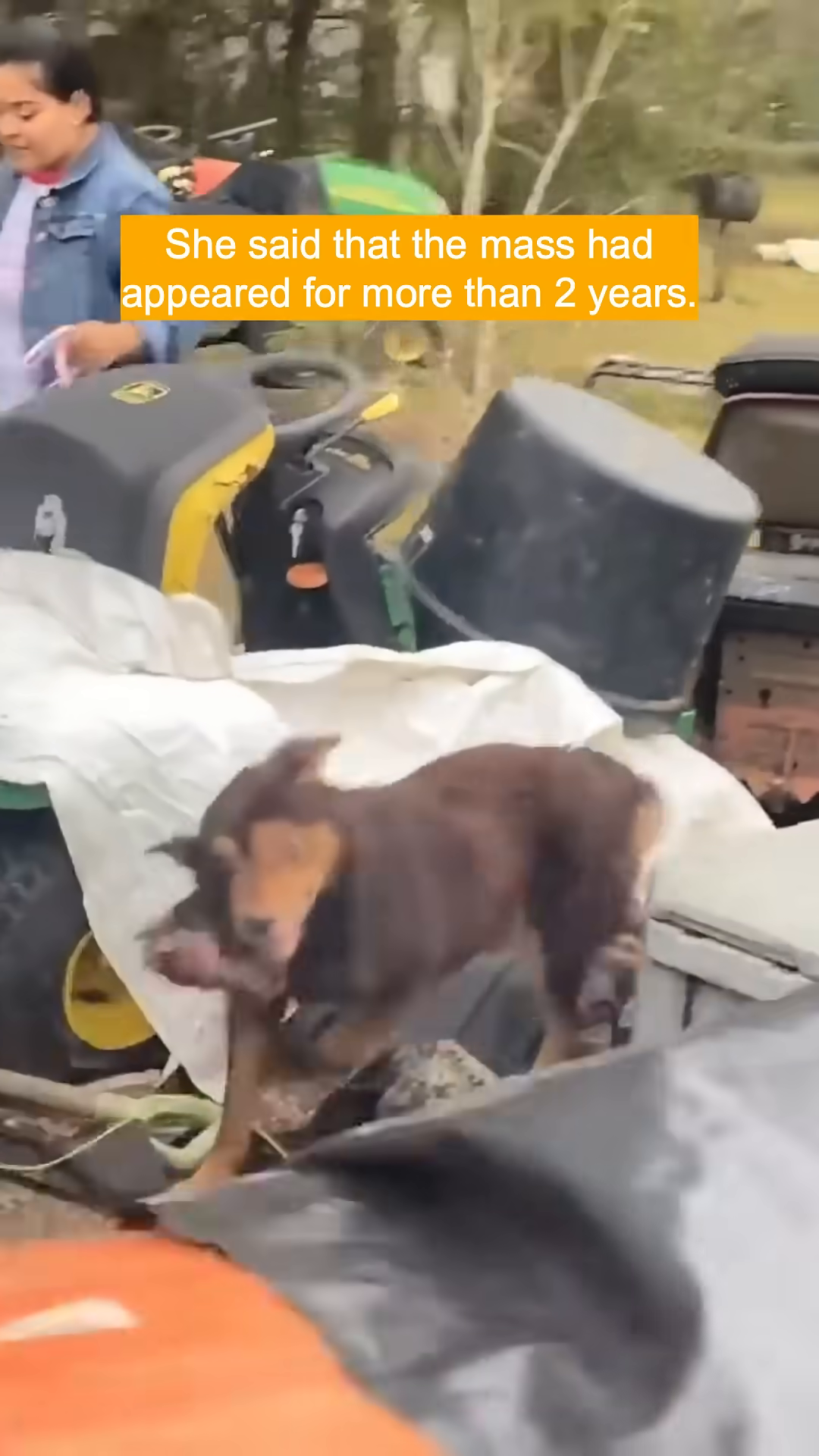 Veterinary staff are carefully moving a dog in a cage onto a stretcher.