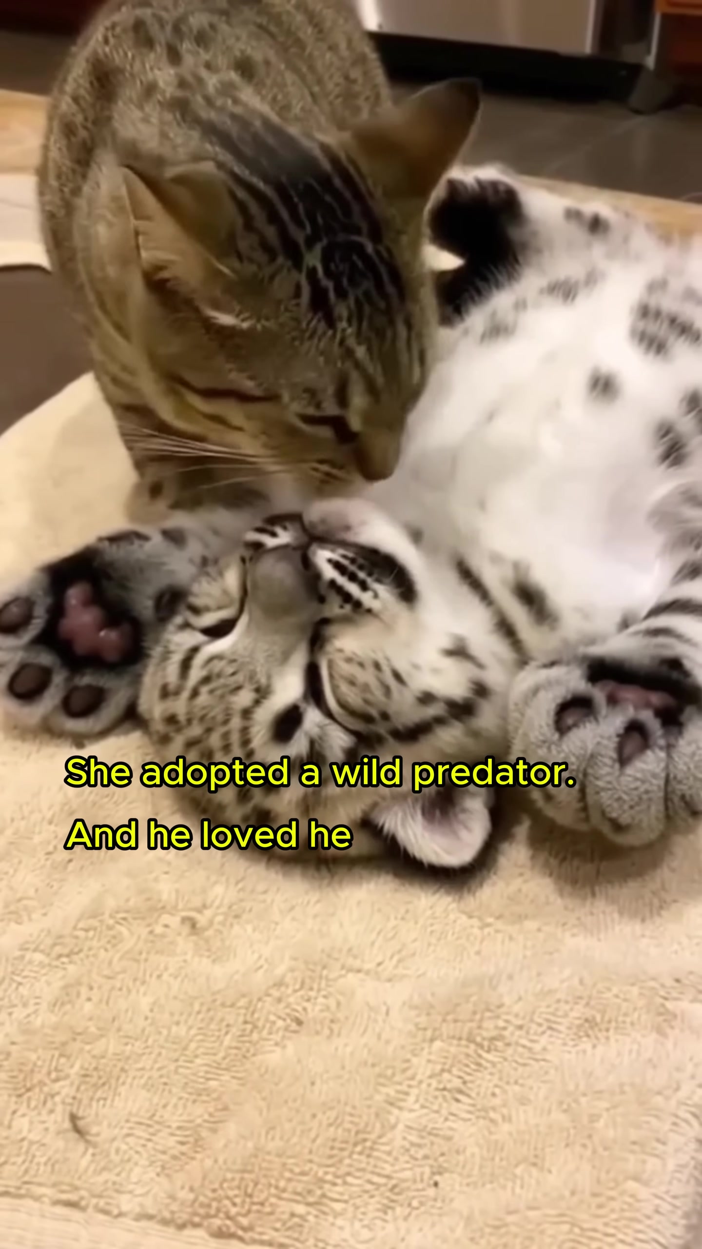 The mother cat affectionately grooming the snow leopard cub.