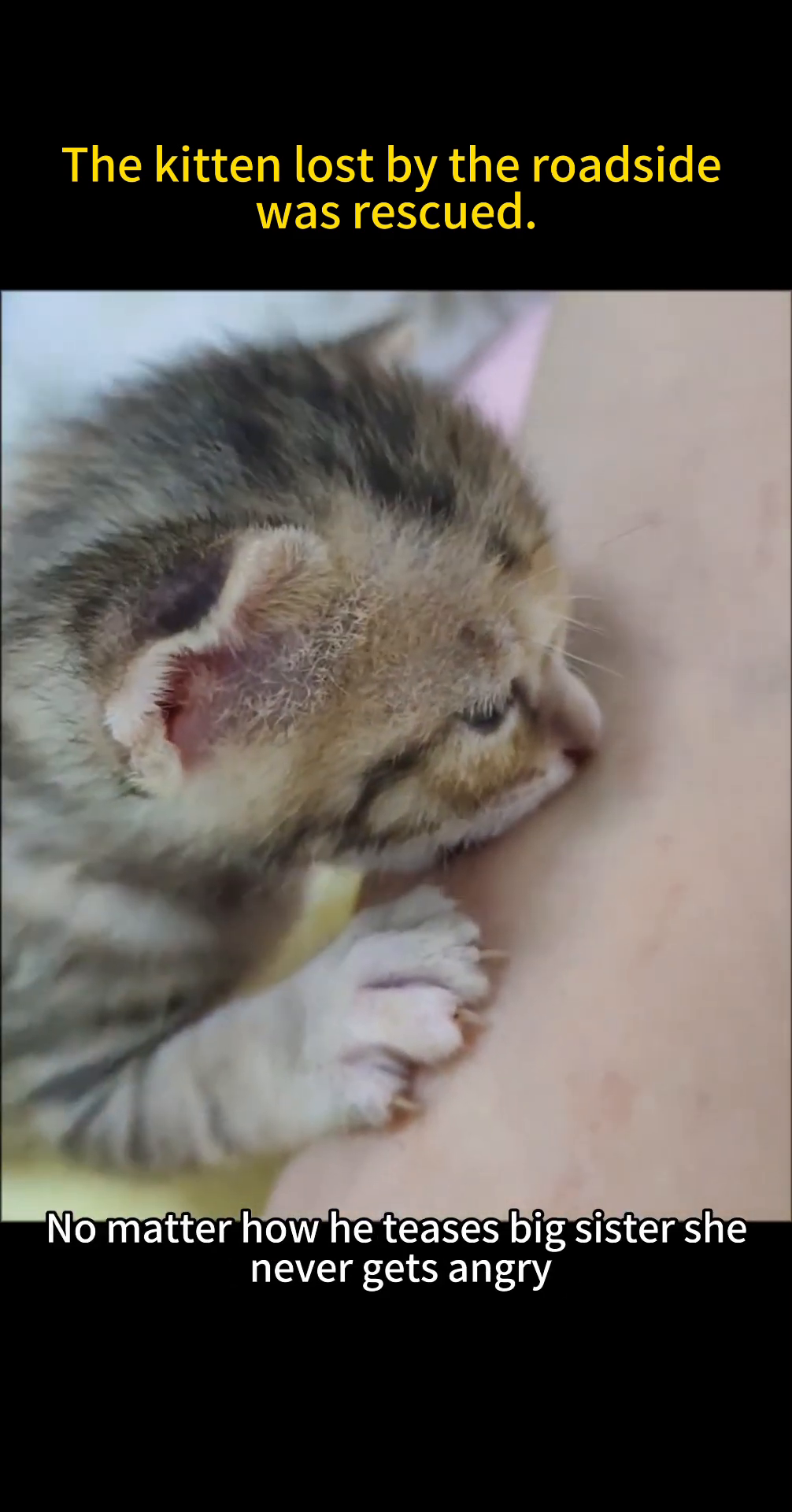 An adult orange cat gently nuzzles a tiny kitten.