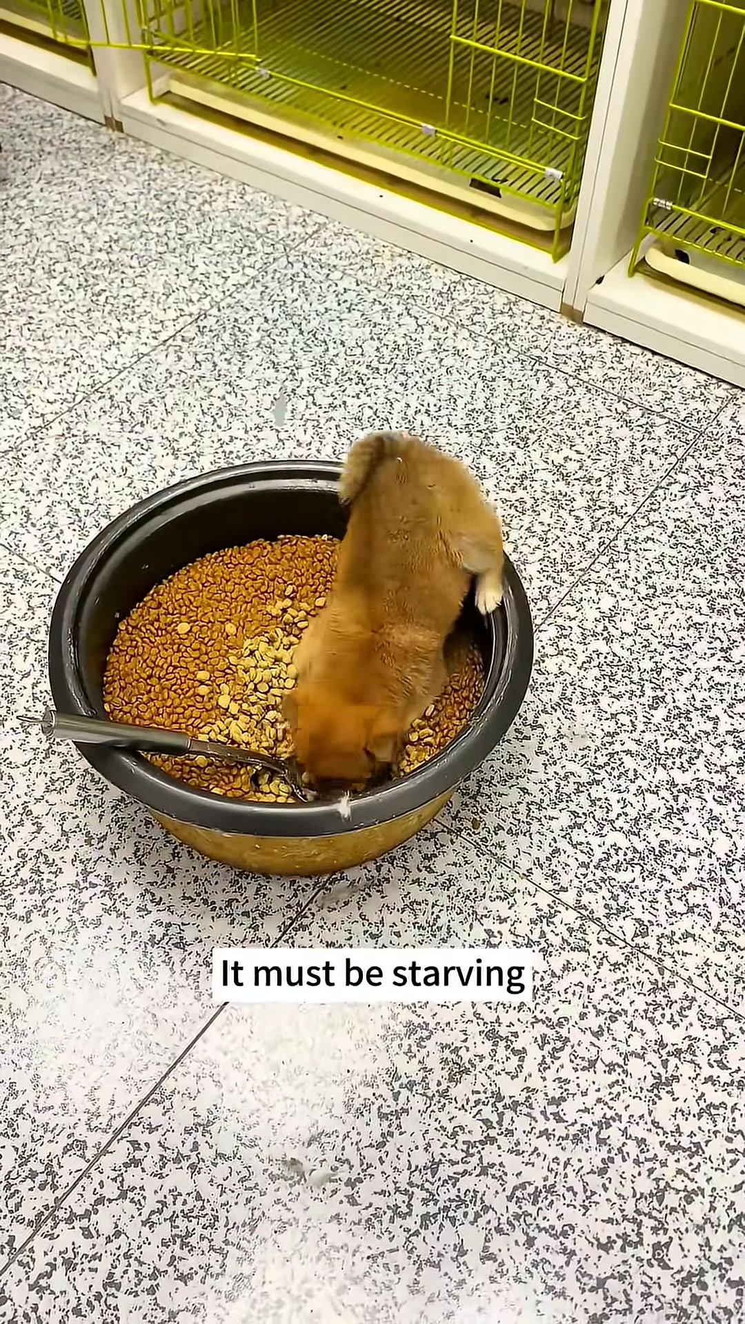 A close-up of a cute puppy being fed from a bottle.
