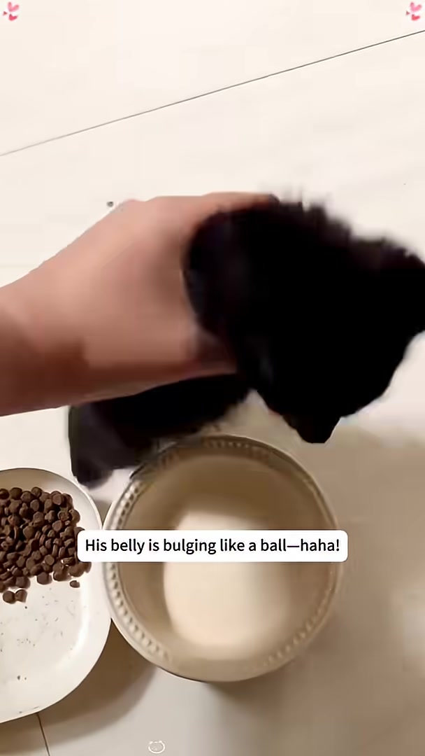 A person holds up a black kitten, showing its round, full belly.