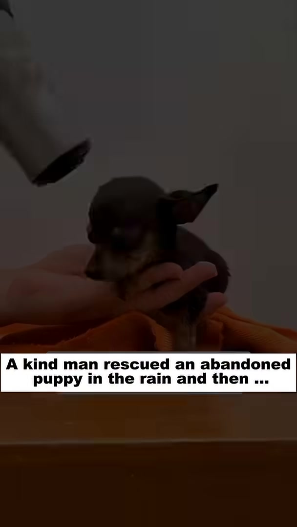 A person uses a hairdryer to gently dry a small black puppy's fur.
