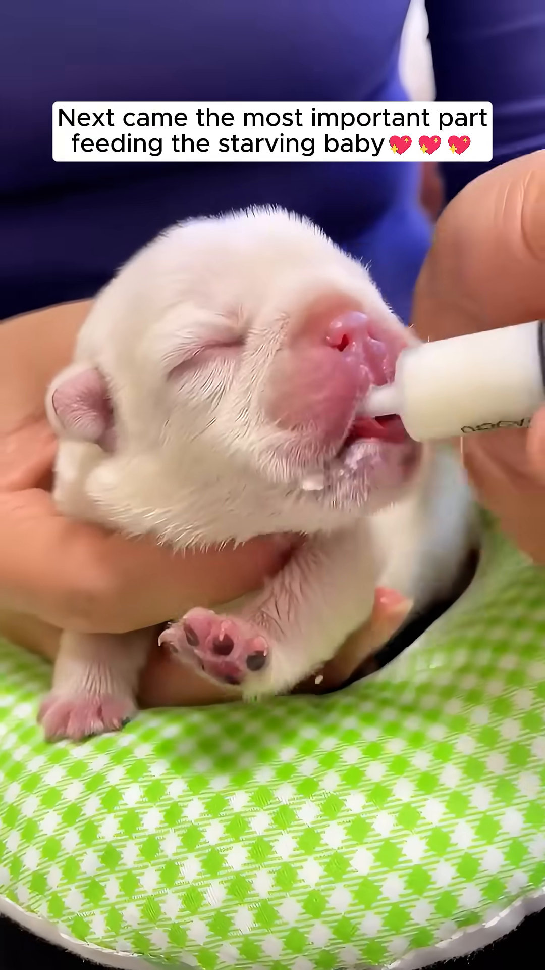 A close-up of a very young, pale puppy being fed milk from a syringe-like bottle by a person's hands.