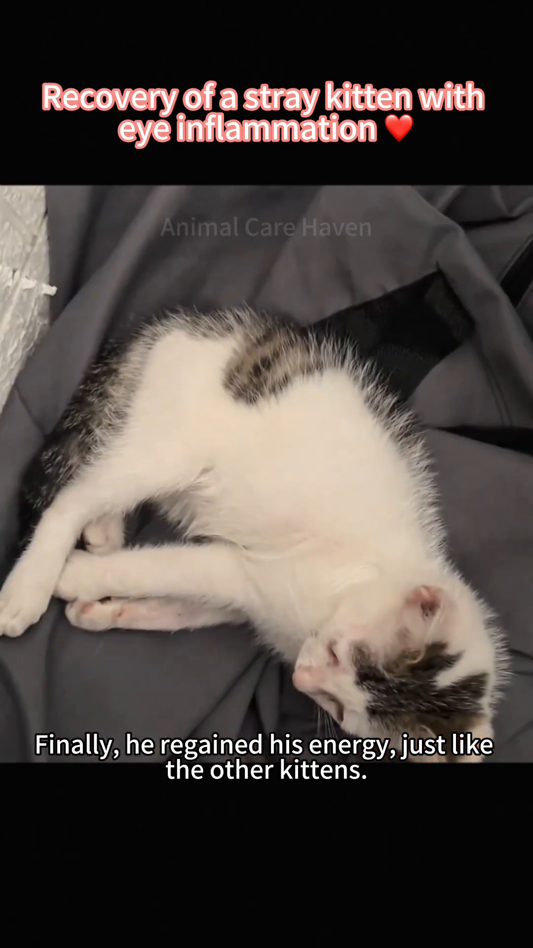 The kitten, still wearing its cone, rolls playfully on its back on a soft surface.