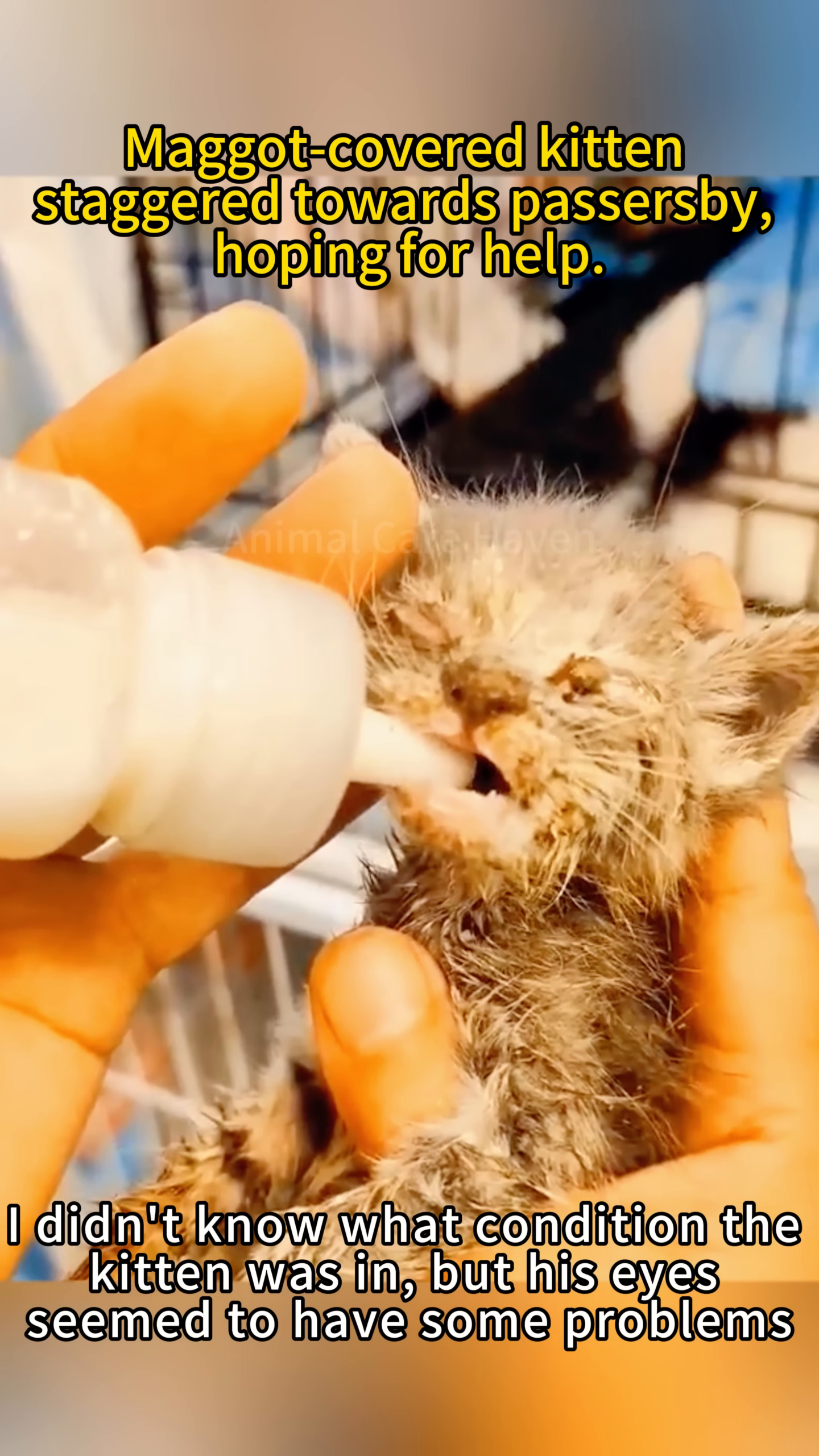 The kitten drinking eagerly from a milk bottle, its tiny mouth open.