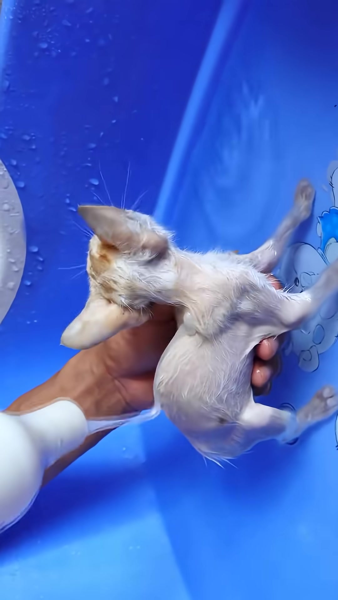 The kitten is gently soaped and massaged by hands in a blue tub.