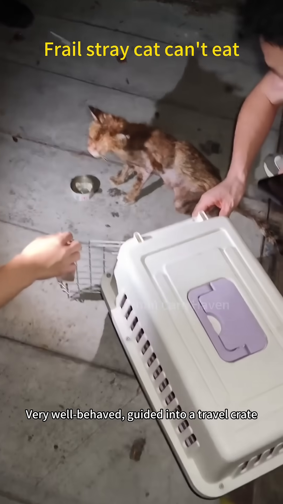 The cat is being gently placed into a travel crate by rescue personnel.
