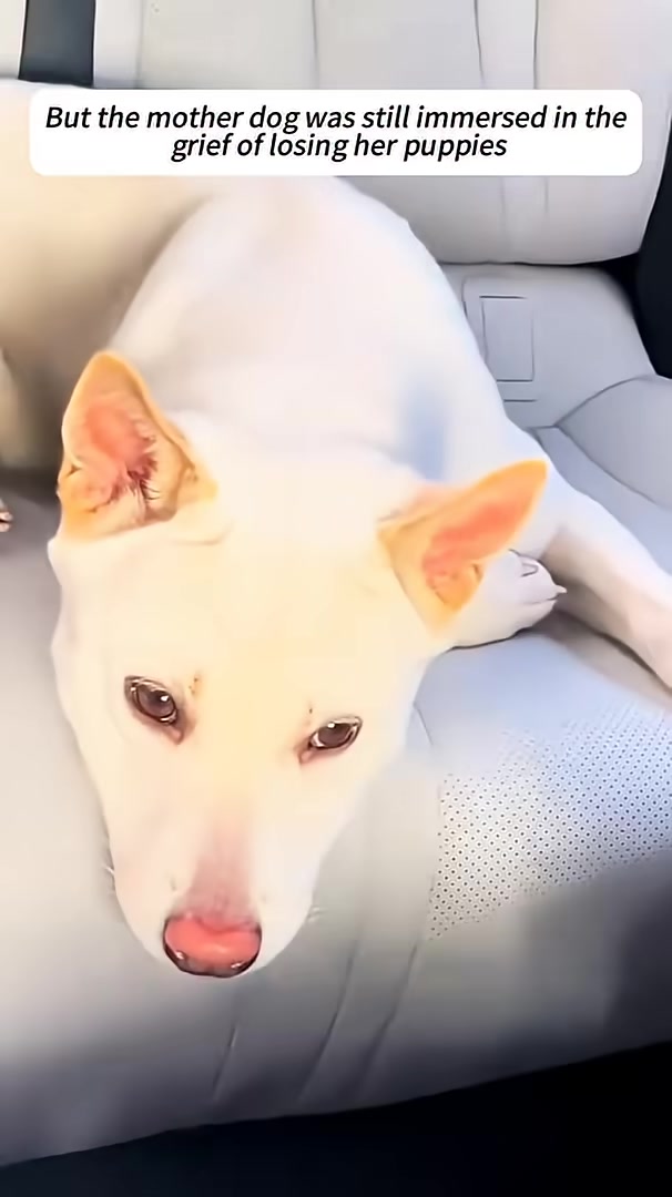 A white dog lies on a car seat, looking sad and withdrawn.