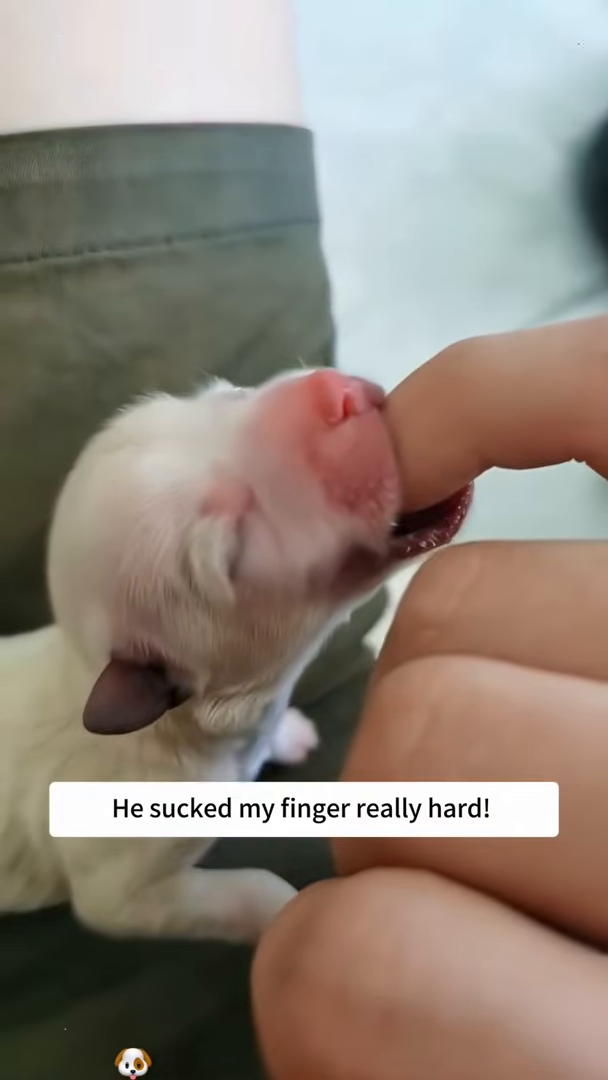A newborn puppy grips a finger with surprising strength.