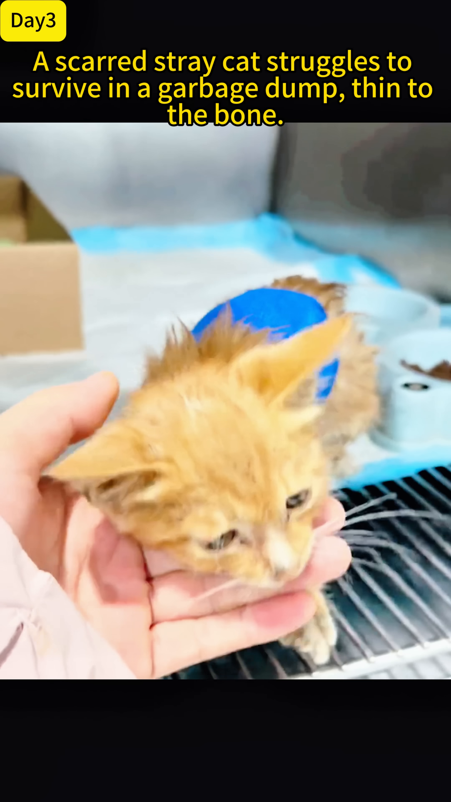 A person's hand gently strokes the head of a small ginger cat with a blue bandage on its back, its eyes are open and alert.