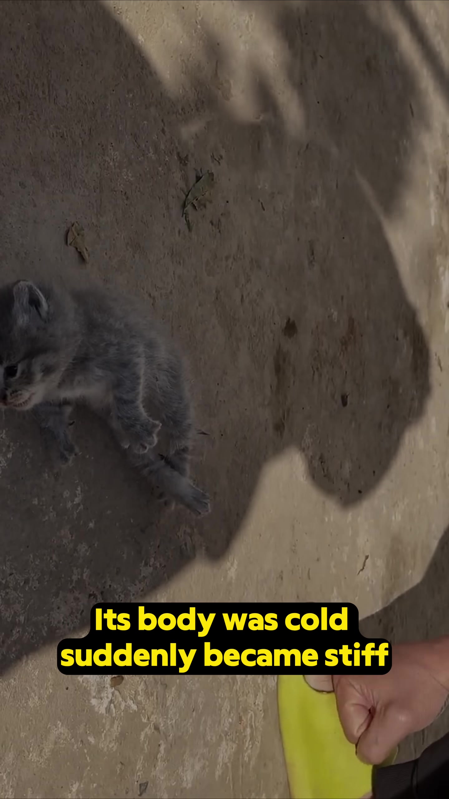 The kitten lying still, held gently, with a look of deep concern from the rescuer.