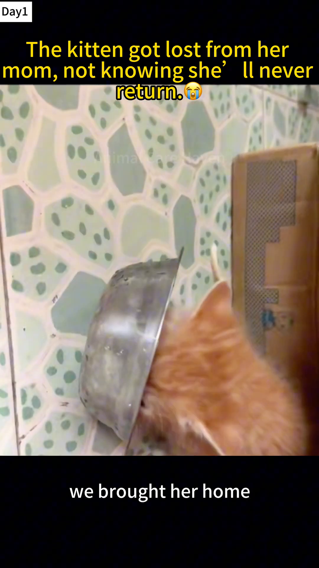 The kitten is eating eagerly from a bowl of shredded chicken.