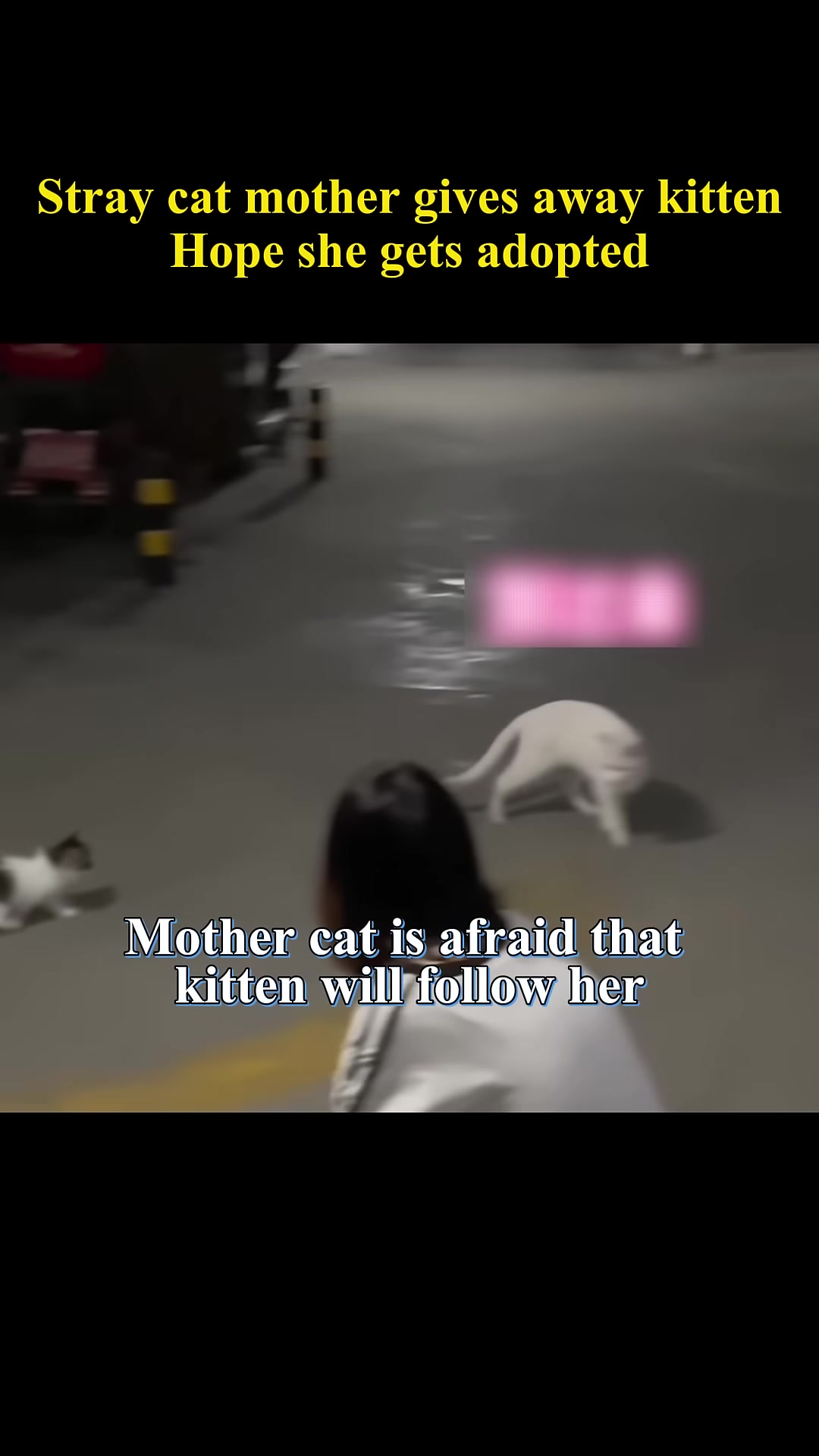 The mother cat runs away, seemingly ignoring the kitten's calls.