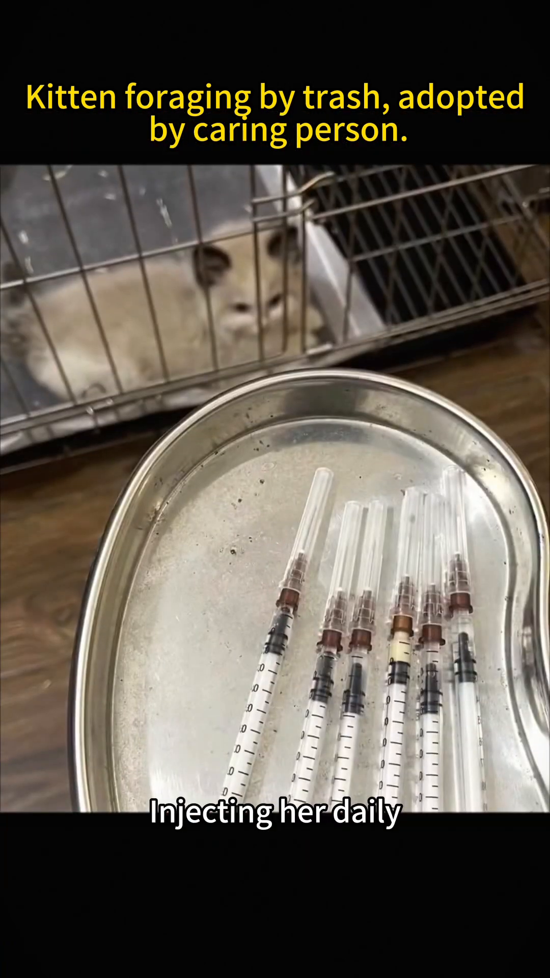 A close-up of the kitten receiving an injection, looking a bit distressed but cooperating.