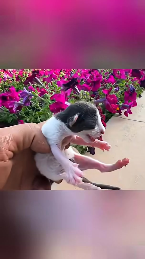 A person gently holds the incredibly tiny, fragile newborn kitten in their hands, revealing its small size.