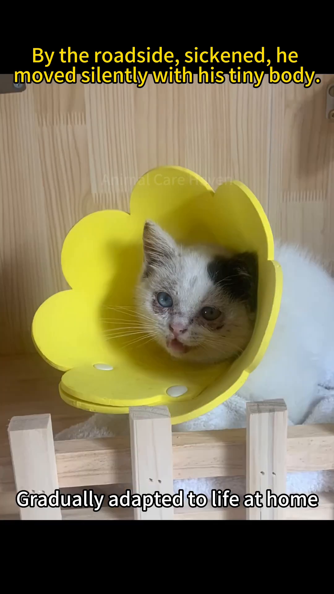 A kitten with a flower-shaped protective collar is resting in a wooden enclosure.