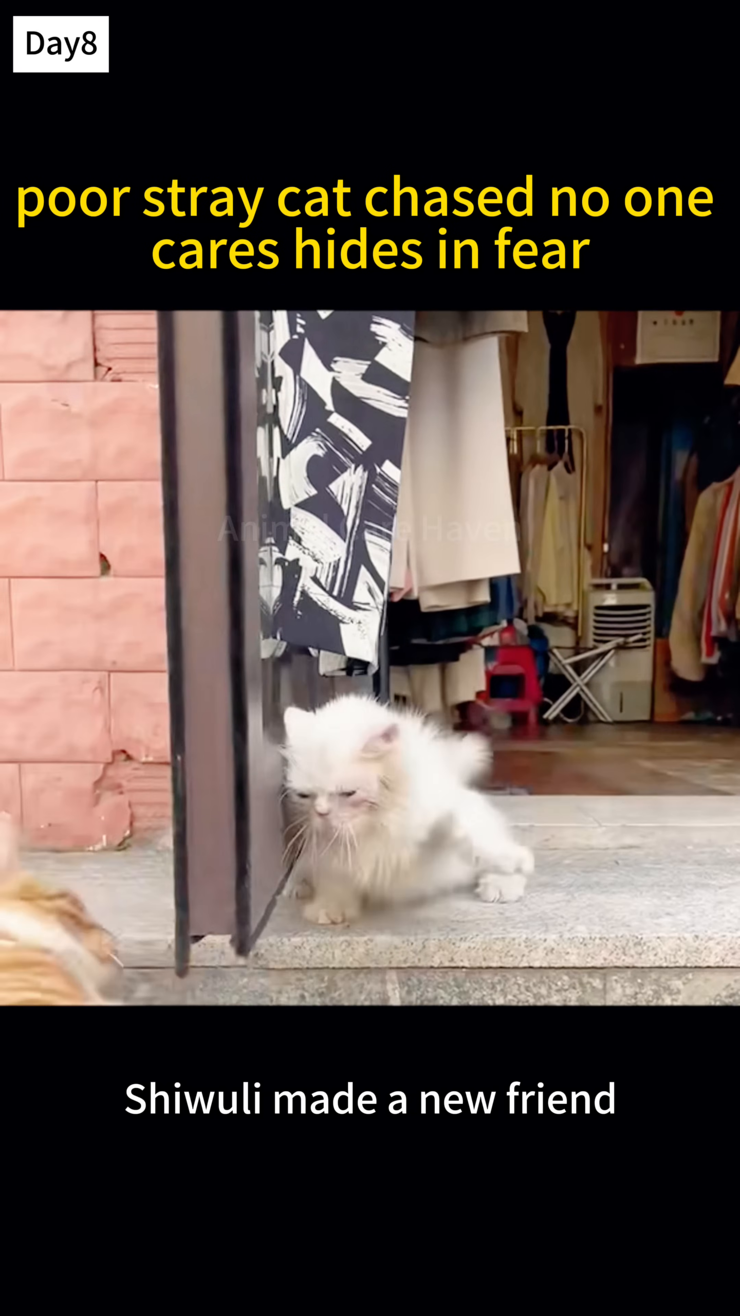 A white cat is cautiously approaching an orange cat who is looking at it.