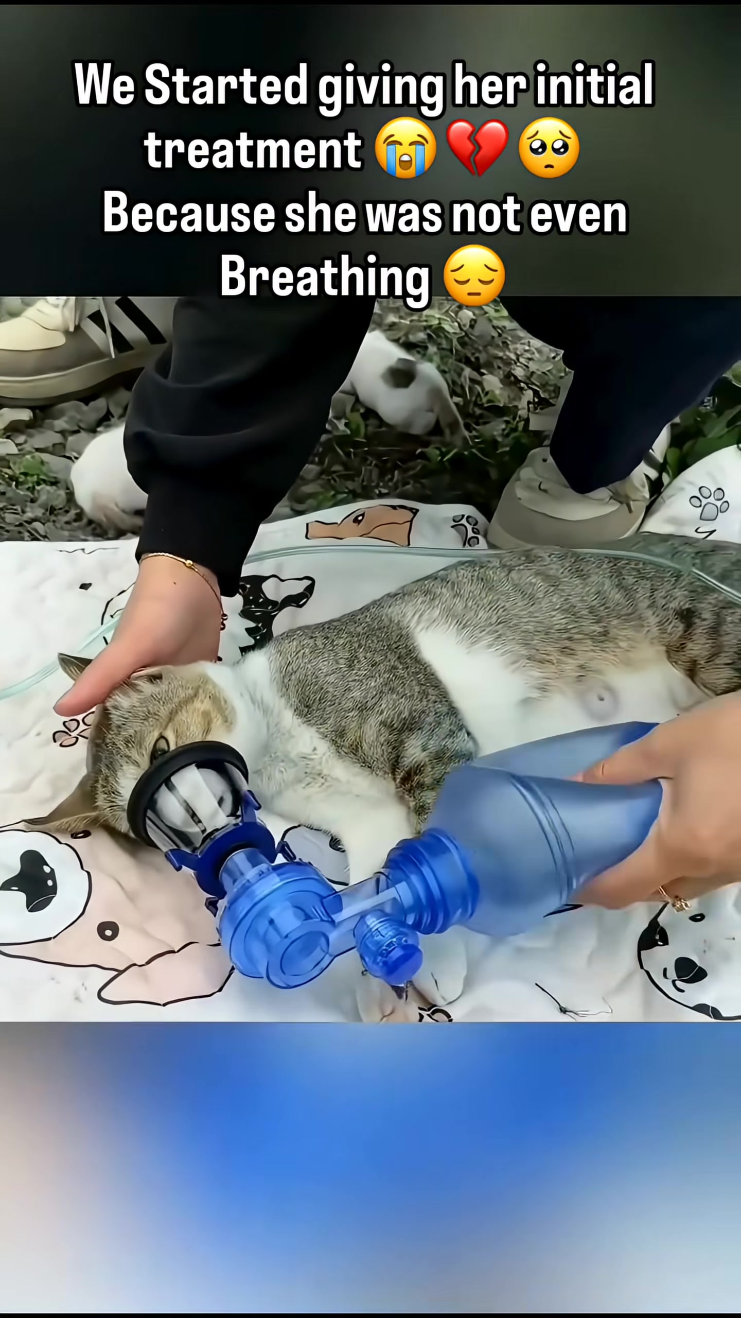 A veterinarian checks the mother cat's pulse, which is critically low.