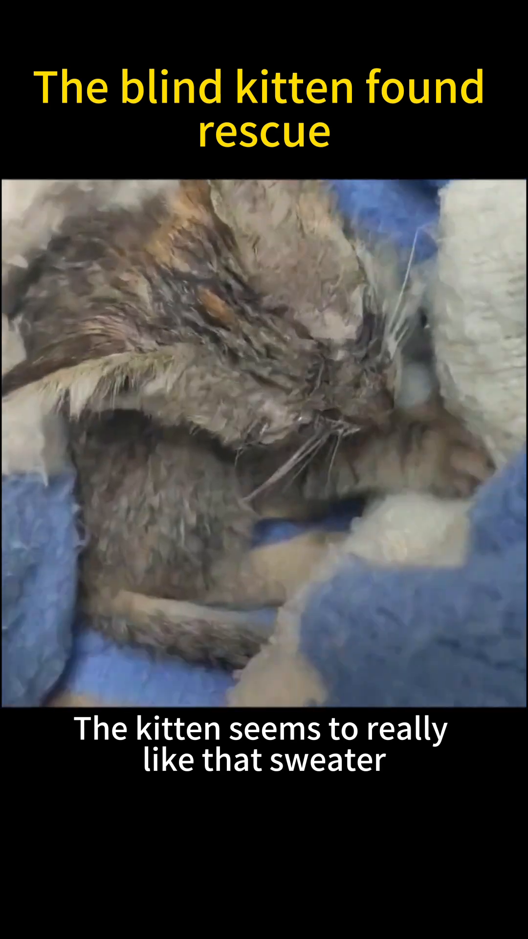 A kitten nestled comfortably within a soft, blue and white sweater.