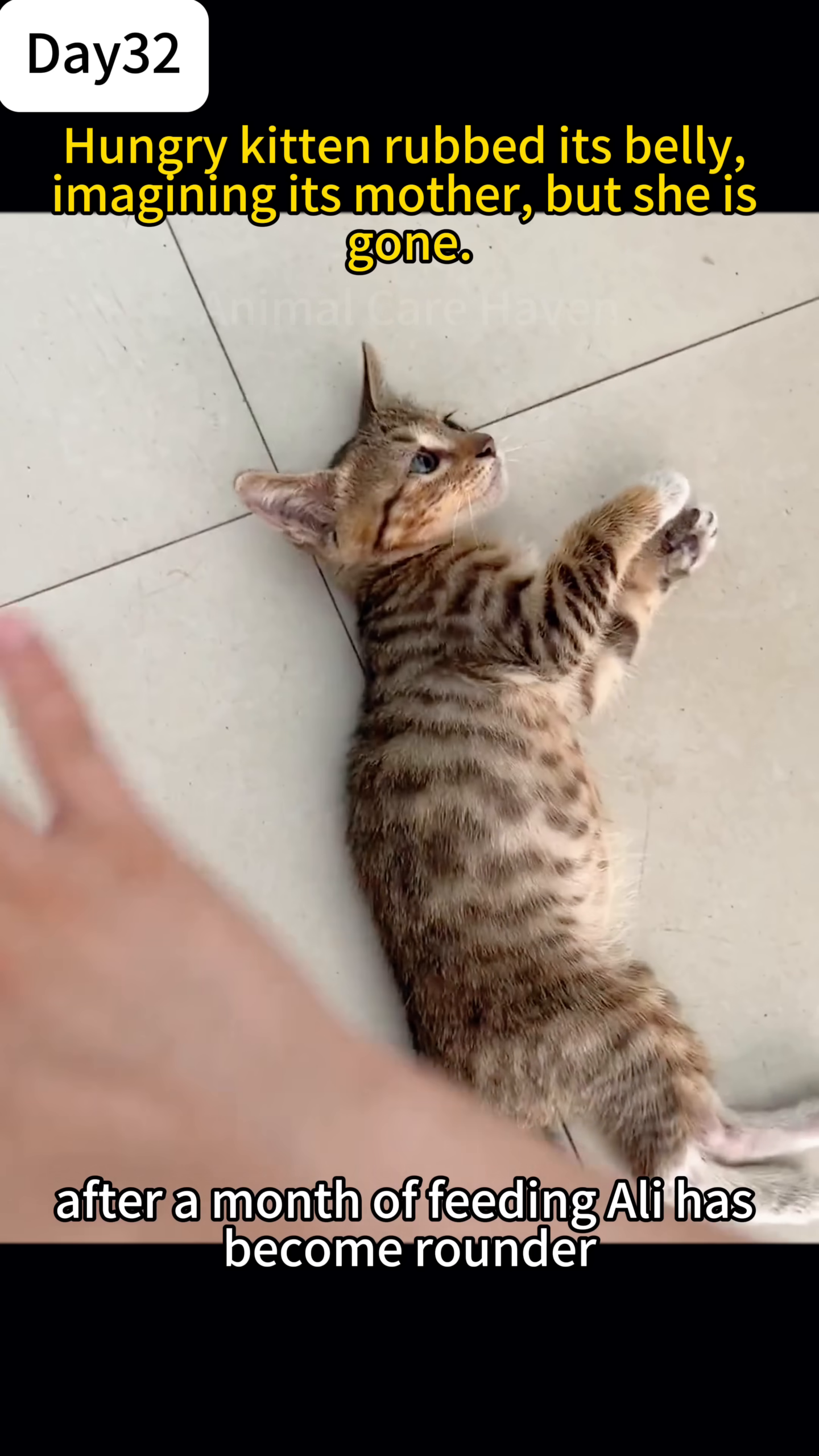 A kitten is lying on its back, looking up with its eyes wide open and paws in the air.