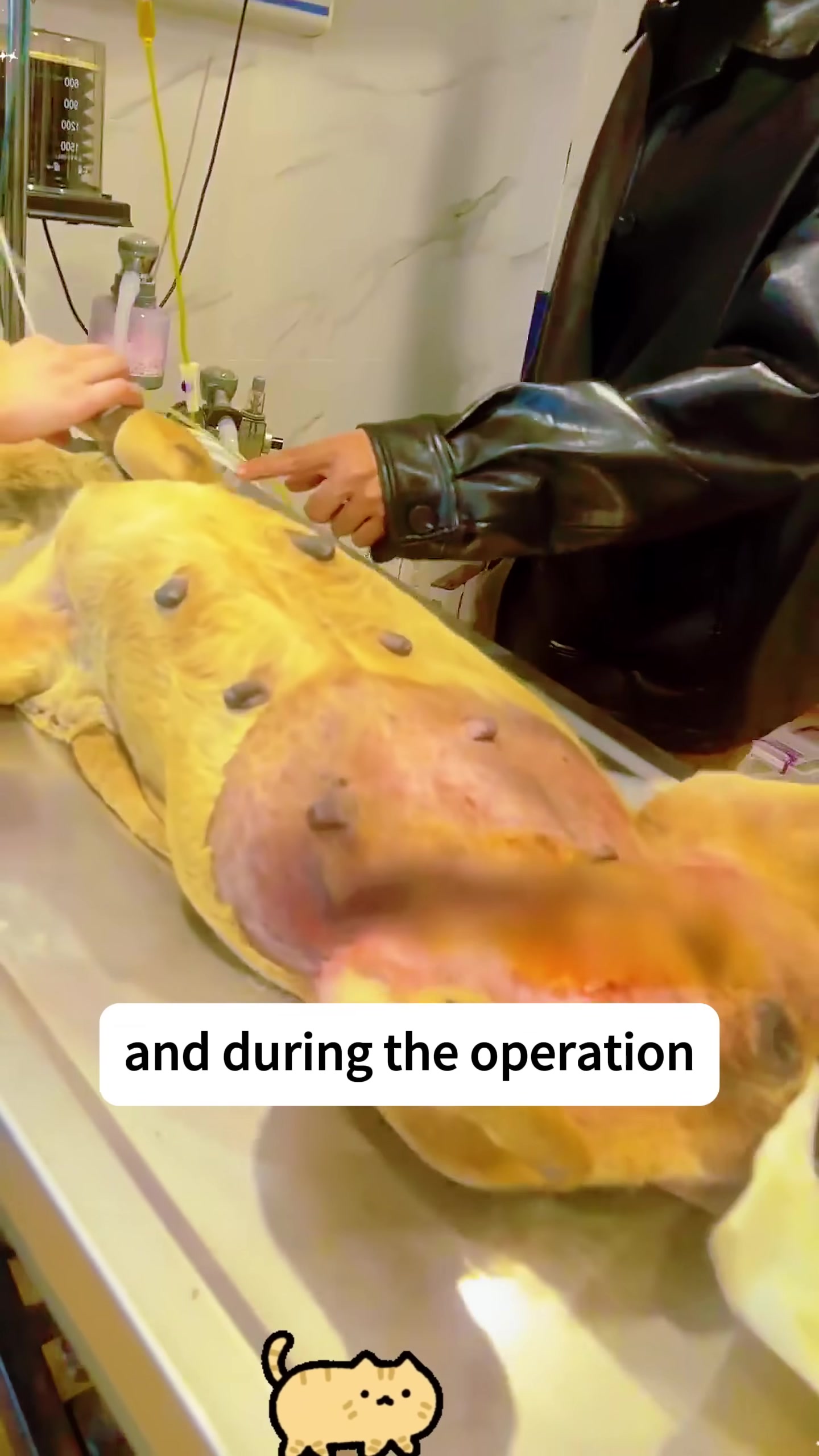 A tan dog lies on an operating table, with its belly exposed, showing surgical sites and some dark spots.